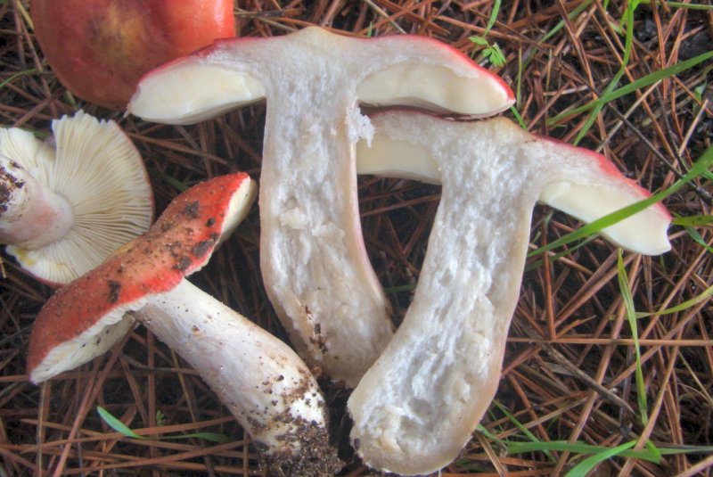 Russula mairei ?